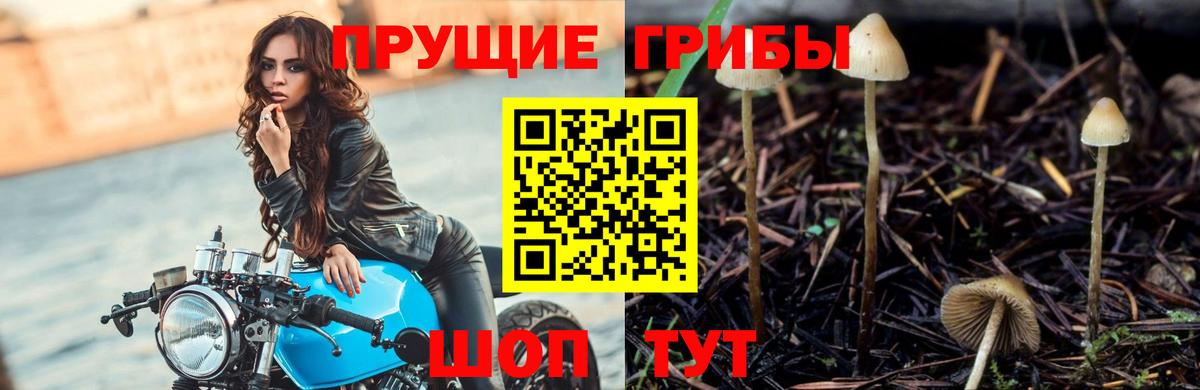 Псилоцибиновые грибы мицелий Котельники